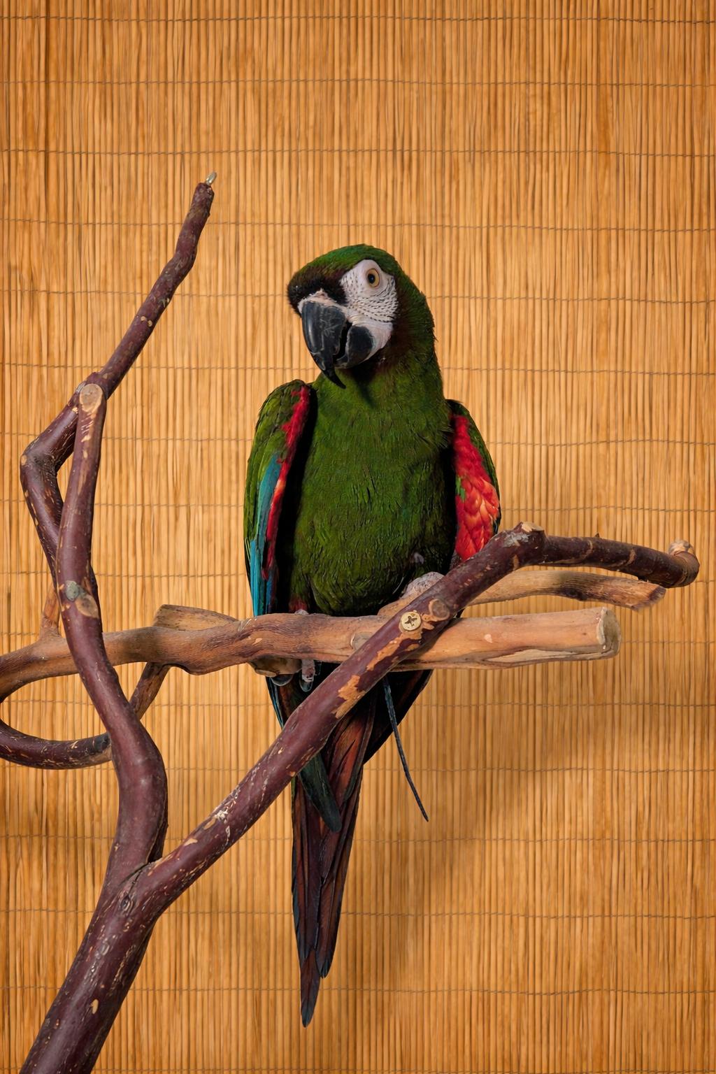 Alki – 23 YO M - Severe Macaw, a ADOPTABLE Macaw in Vancouver, WA image 3/6