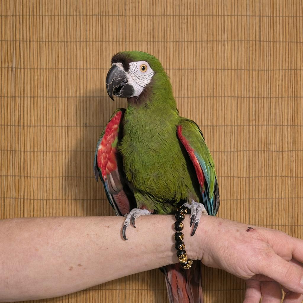 Alki – 23 YO M - Severe Macaw, a ADOPTABLE Macaw in Vancouver, WA image 5/6