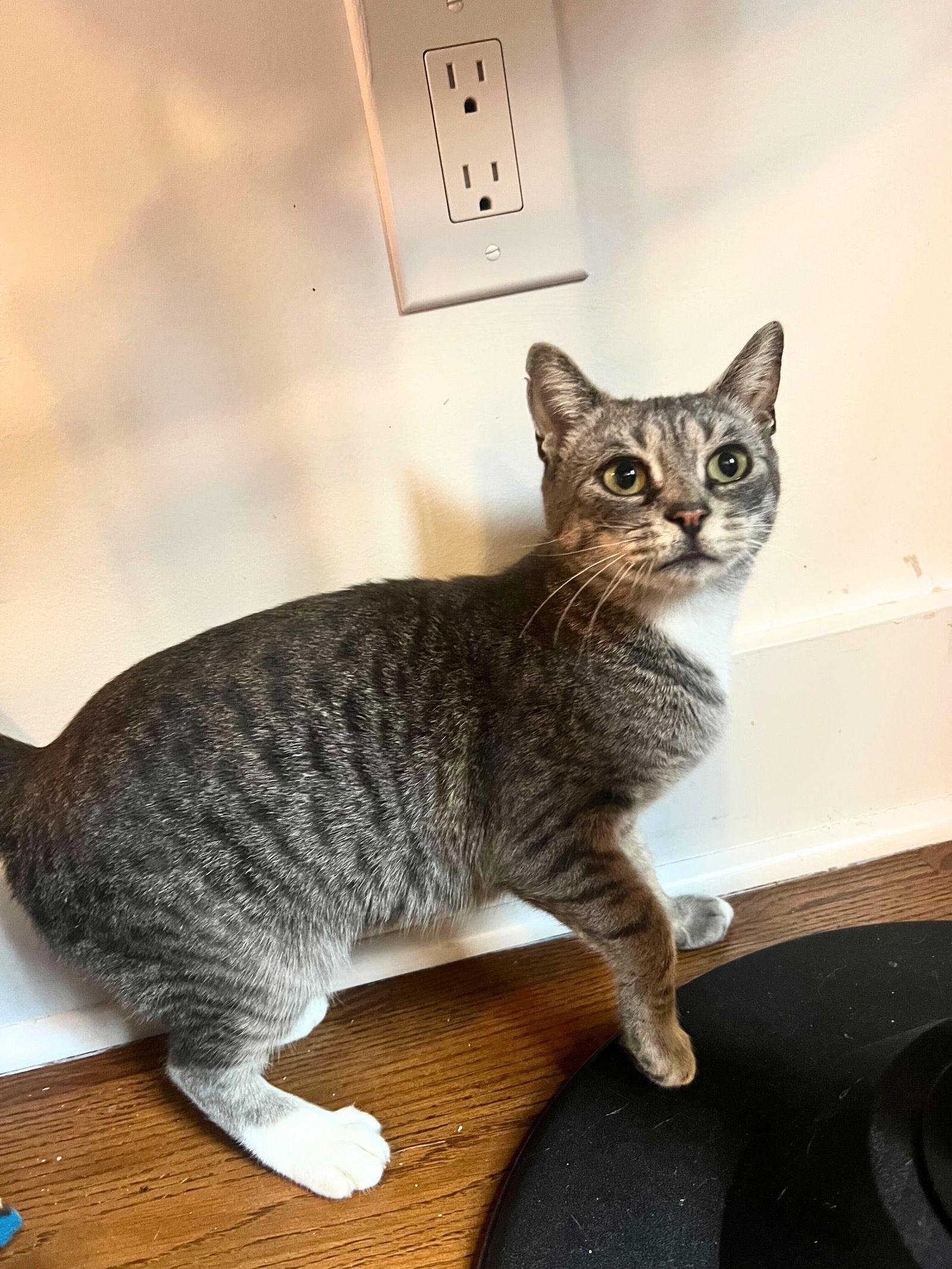 Enlarge Princess Pitkin, a Adopted Domestic Short Hair in Brooklyn, NY image 1/2