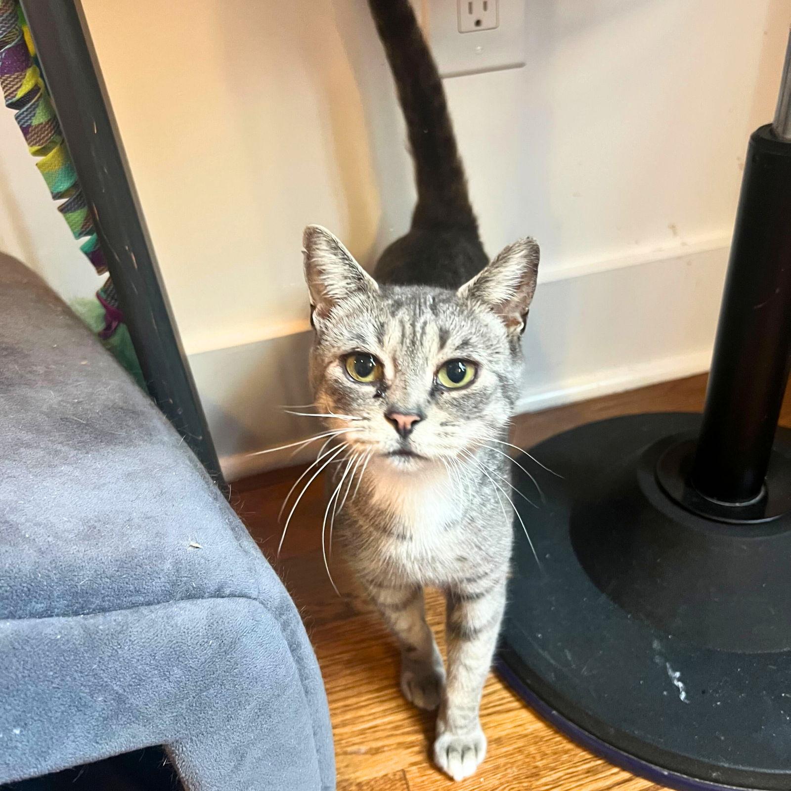 Enlarge Princess Pitkin, a Adopted Domestic Short Hair in Brooklyn, NY image 2/2