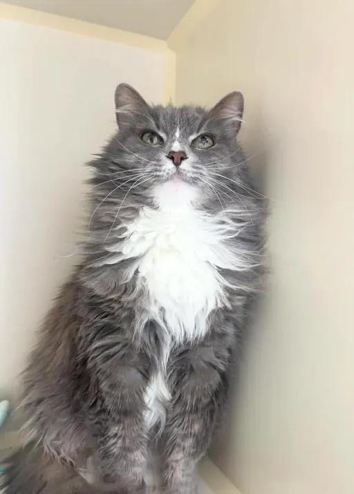 Gray Gray @ Fat Cat Books, ADOPTABLE, Senior Female Domestic Long Hair.