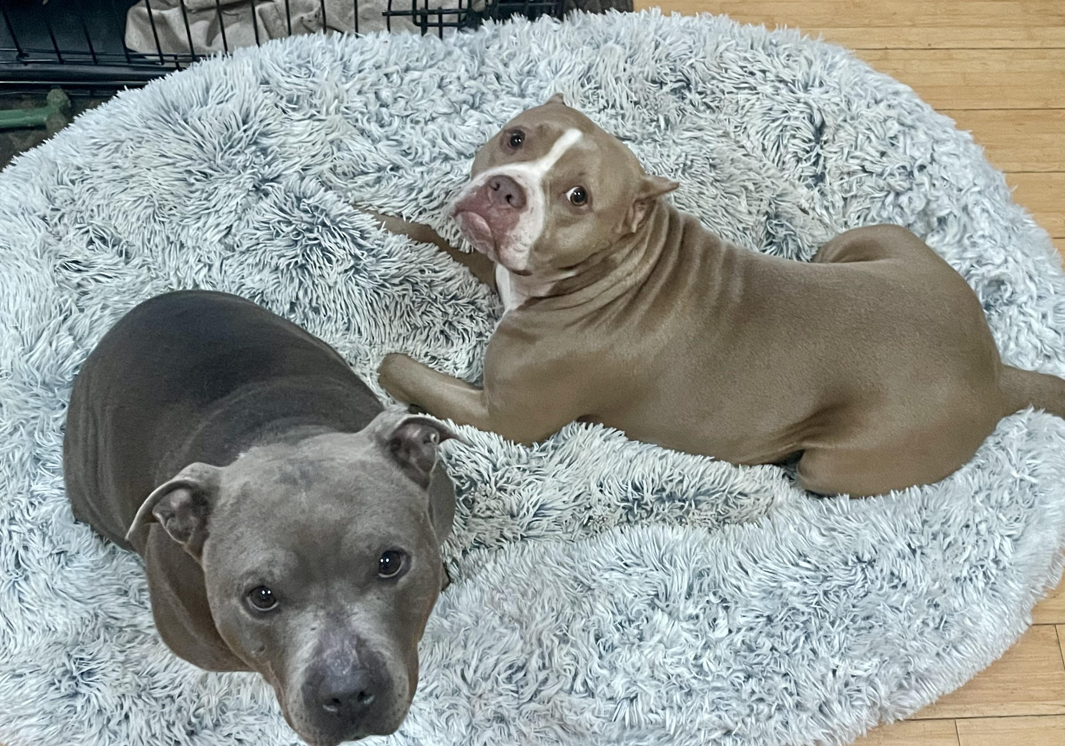 Enlarge KARMA , a ADOPTABLE Pit Bull Terrier in Media, PA image 2/6