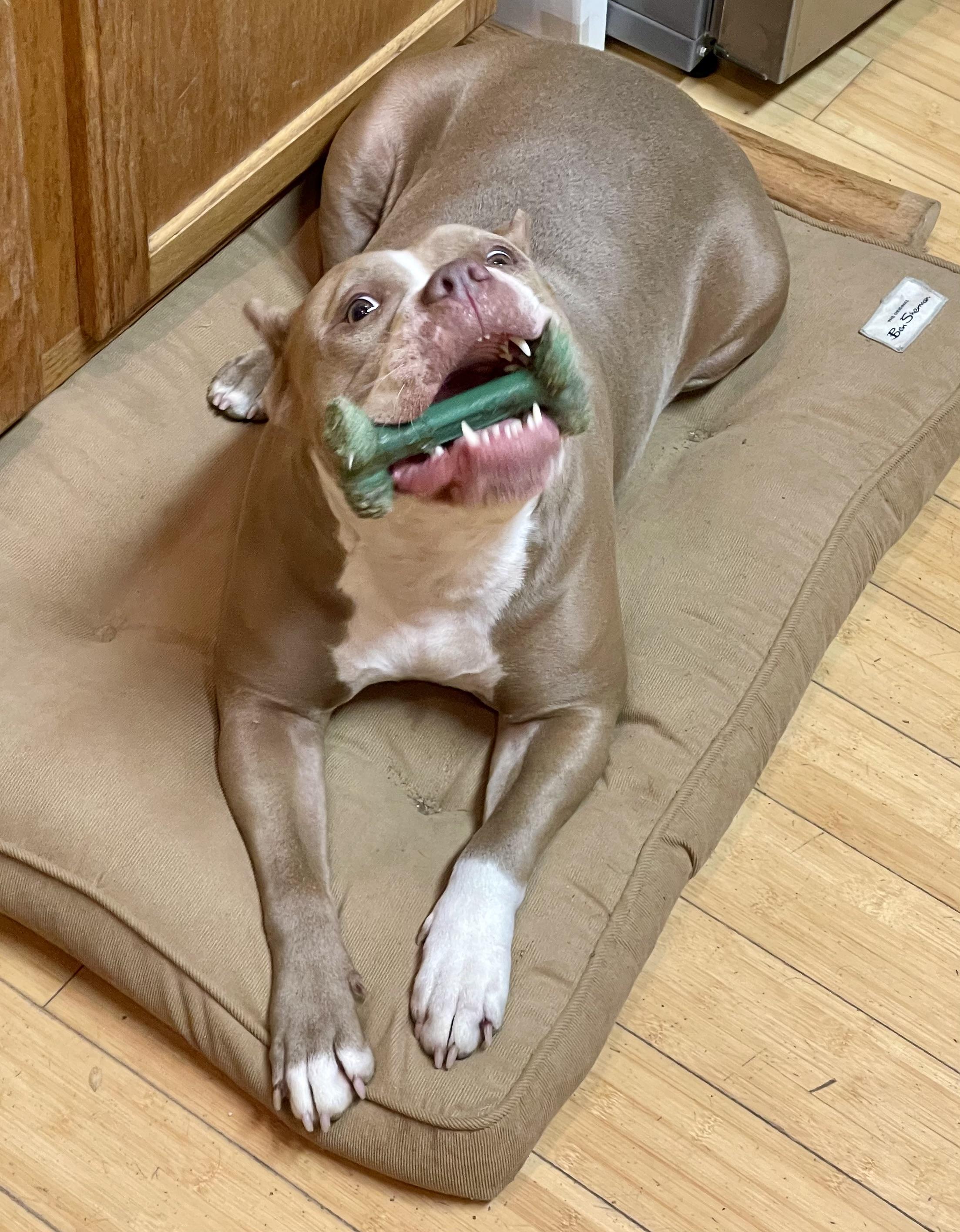 Enlarge KARMA , a ADOPTABLE Pit Bull Terrier in Media, PA image 5/6