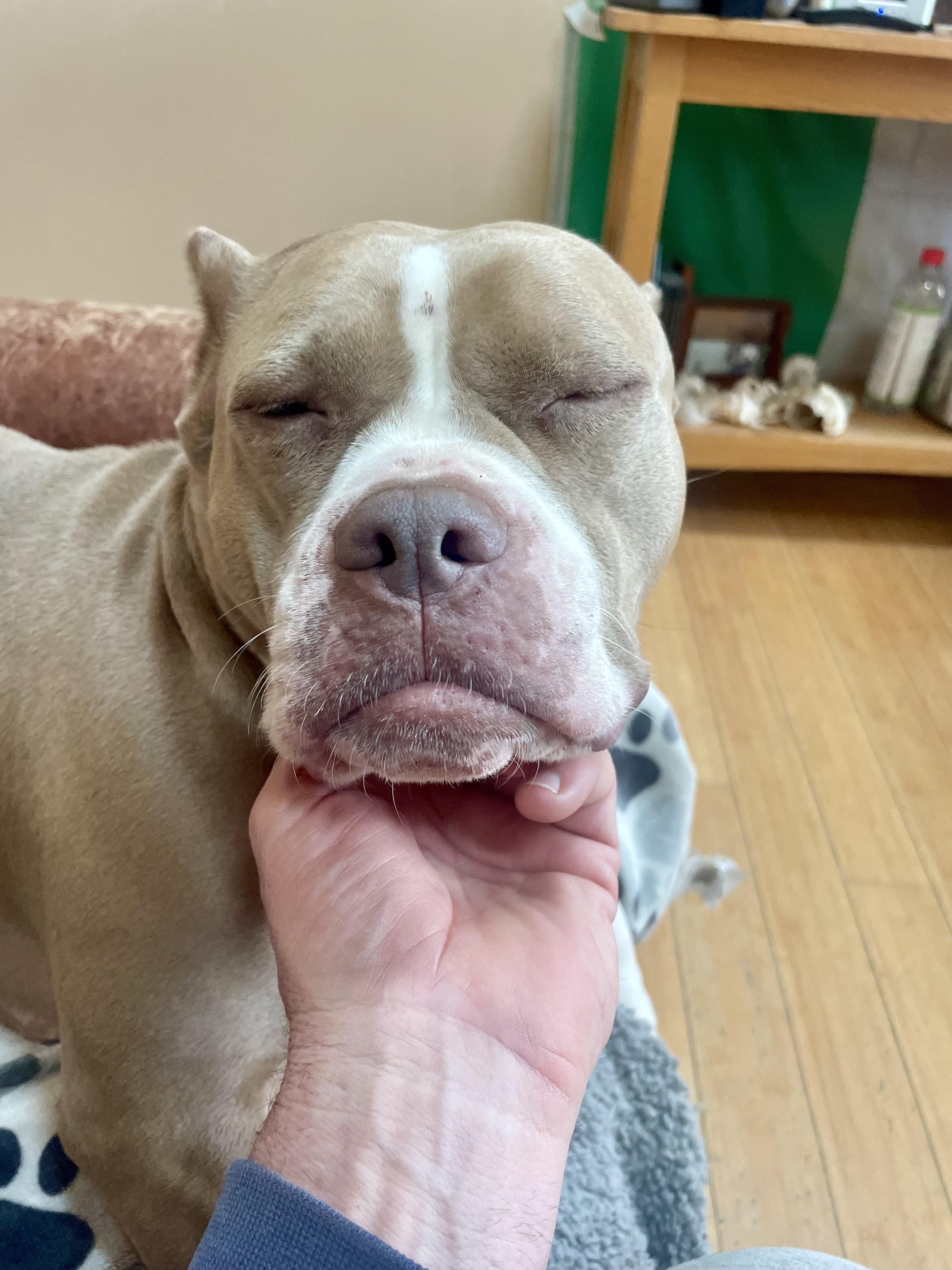 Enlarge KARMA , a ADOPTABLE Pit Bull Terrier in Media, PA image 1/6