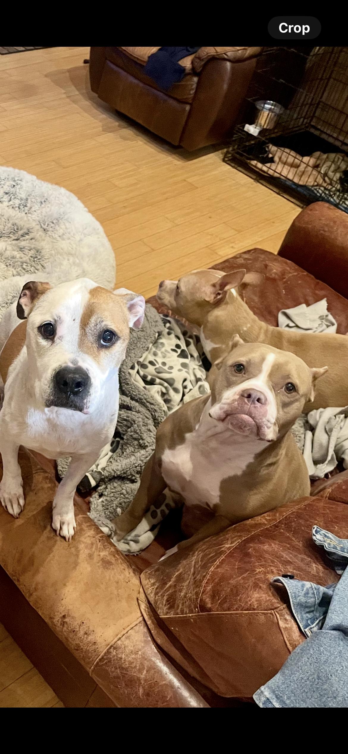 Enlarge KARMA , a ADOPTABLE Pit Bull Terrier in Media, PA image 3/6