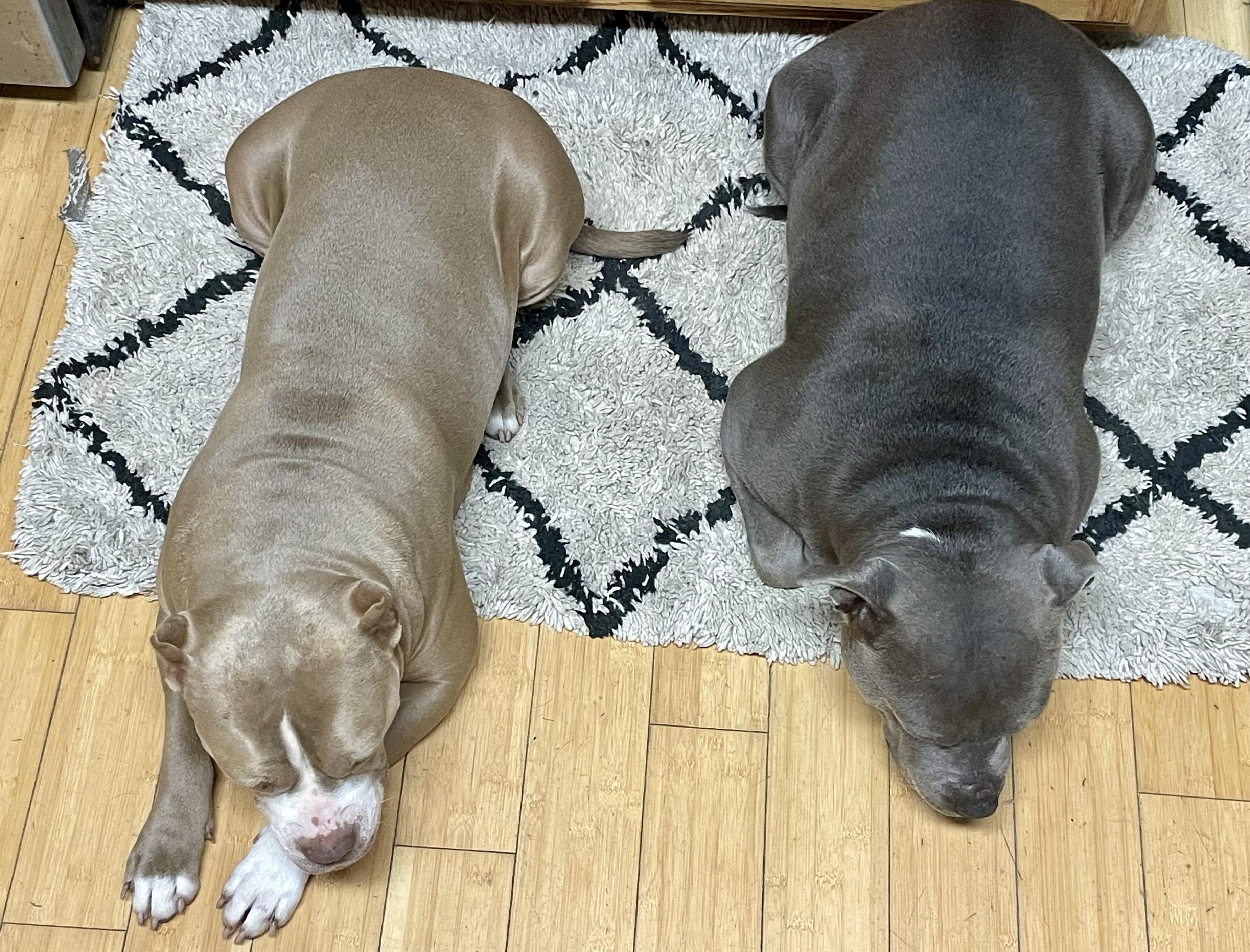 Enlarge KARMA , a ADOPTABLE Pit Bull Terrier in Media, PA image 4/6