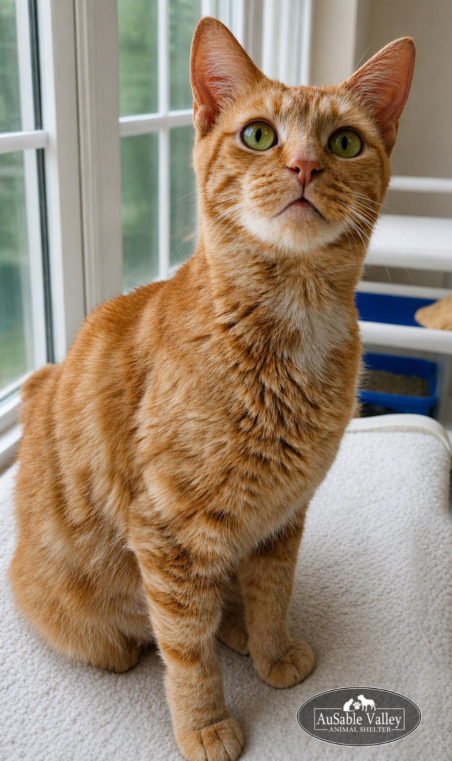 Enlarge Marigold, an adopted Domestic Short Hair in Grayling, MI image 2/6