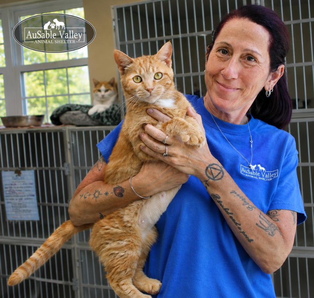 Enlarge Marigold, an adopted Domestic Short Hair in Grayling, MI image 5/6