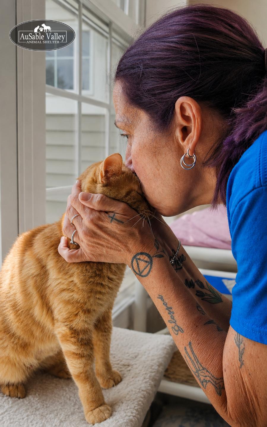 Enlarge Marigold, an adopted Domestic Short Hair in Grayling, MI image 3/6