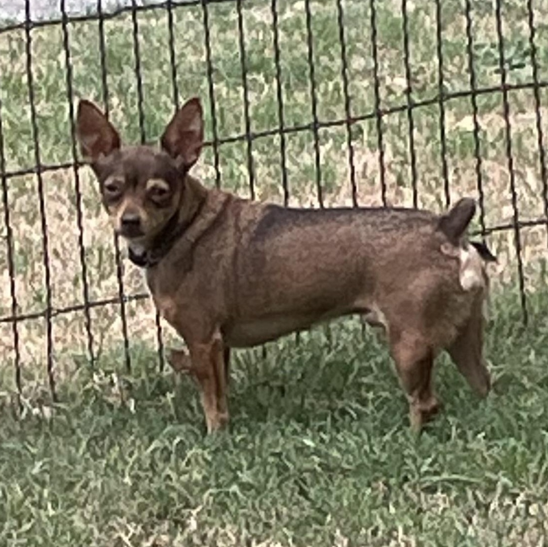 Enlarge Brownie, an adopted mixed breed in Justin, TX image 1/3