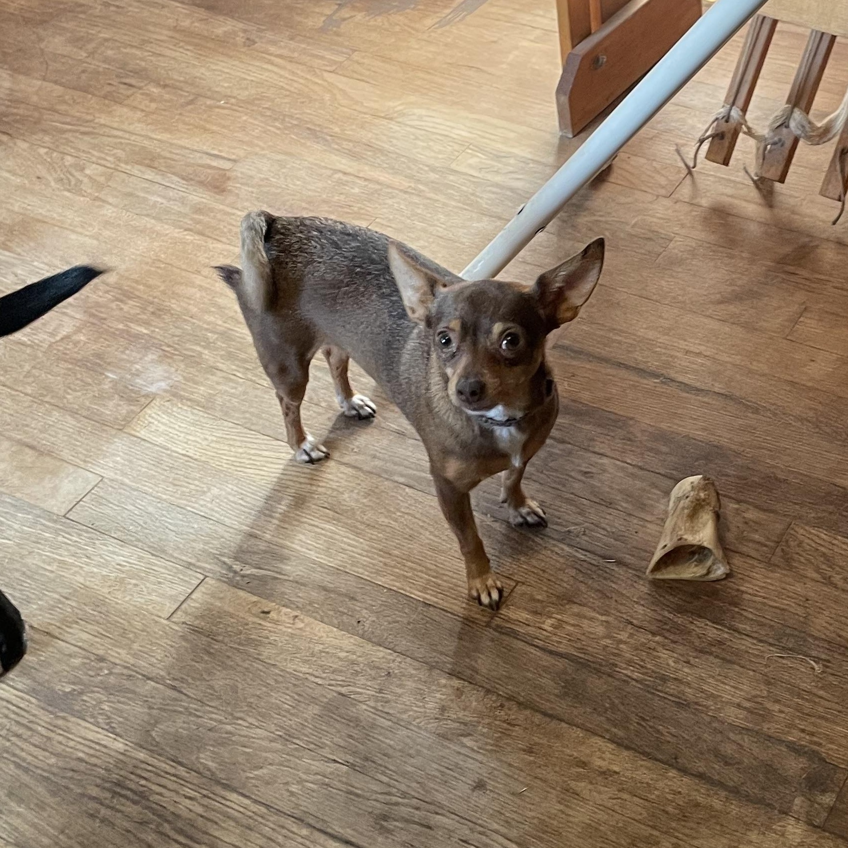 Enlarge Brownie, an adopted mixed breed in Justin, TX image 3/3