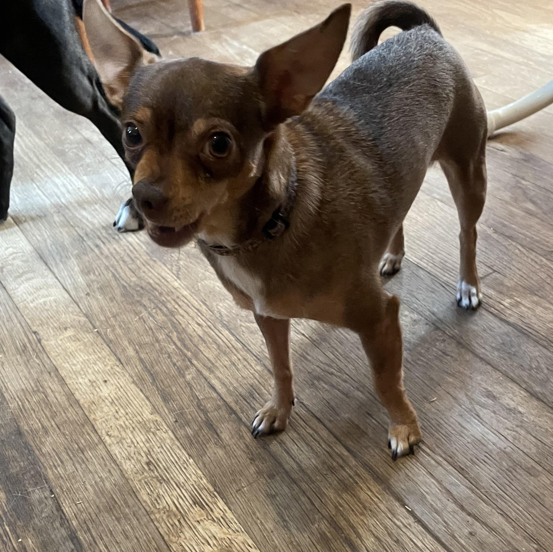 Enlarge Brownie, an adopted mixed breed in Justin, TX image 2/3