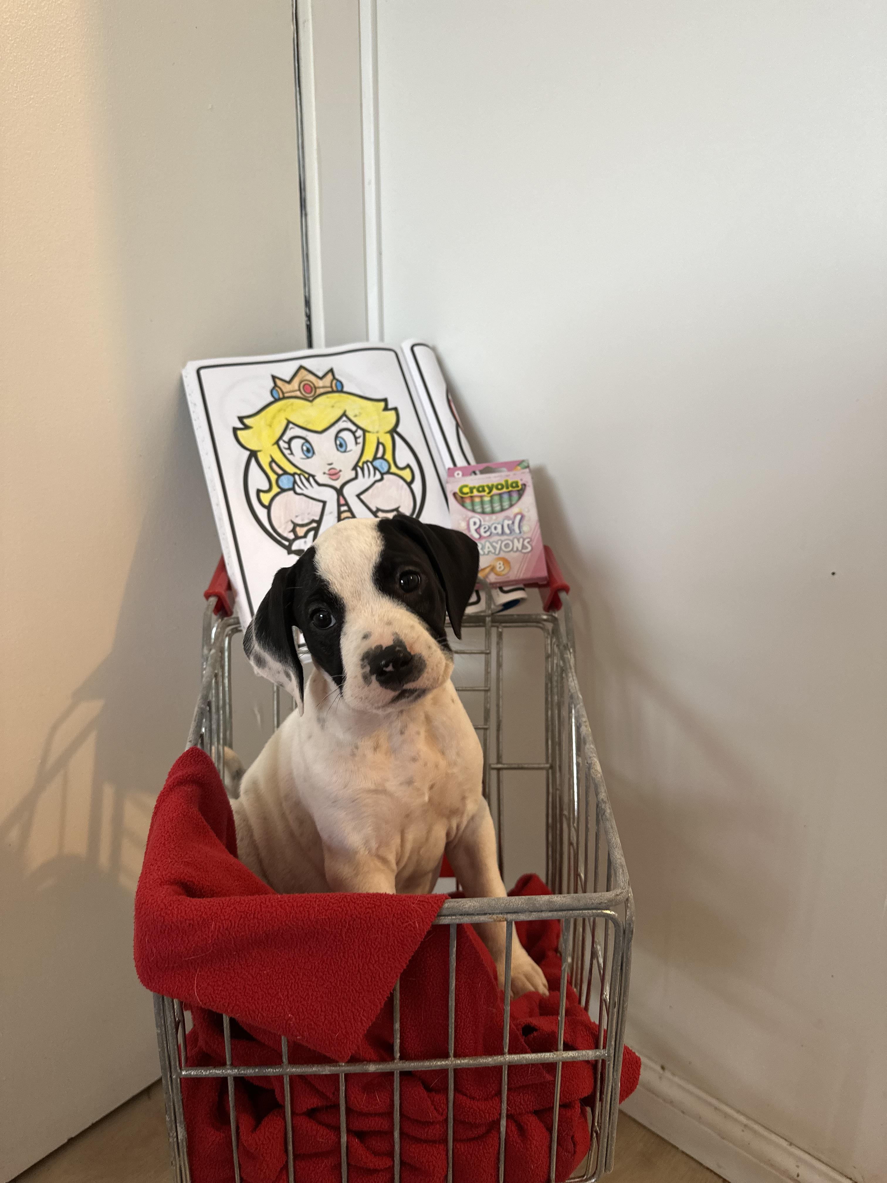 Peach 4