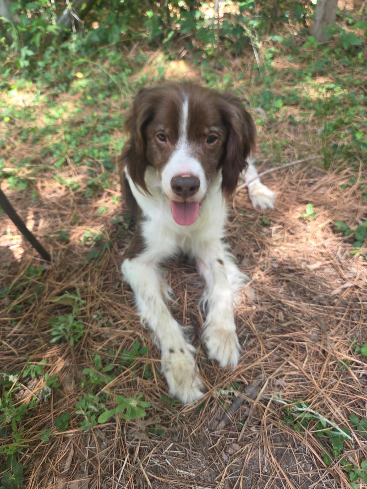Enlarge Grizzly, a Adoptable Brittany Spaniel in Marion, MA image 3/3