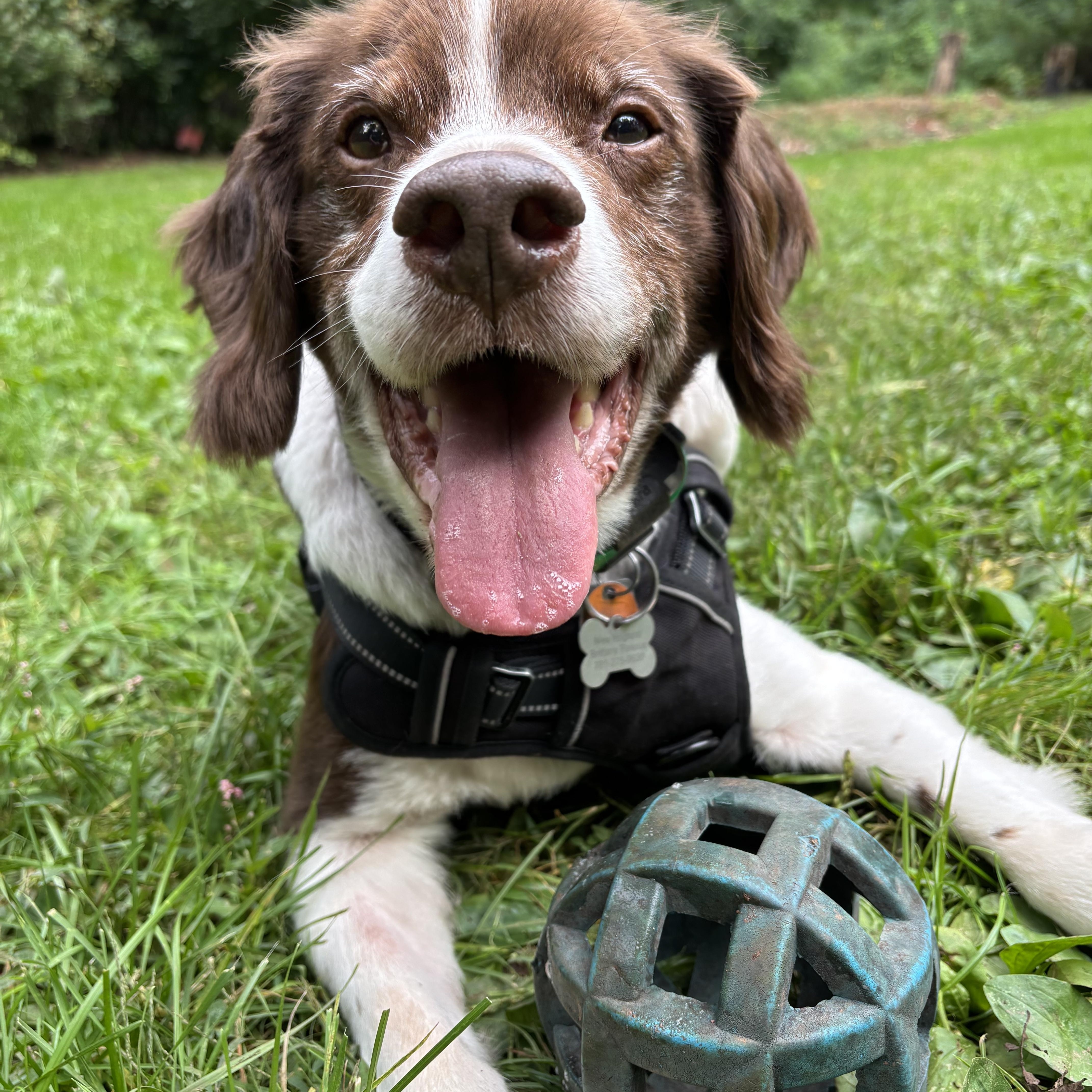 Grizzly, Adoptable, Senior Female Brittany Spaniel.