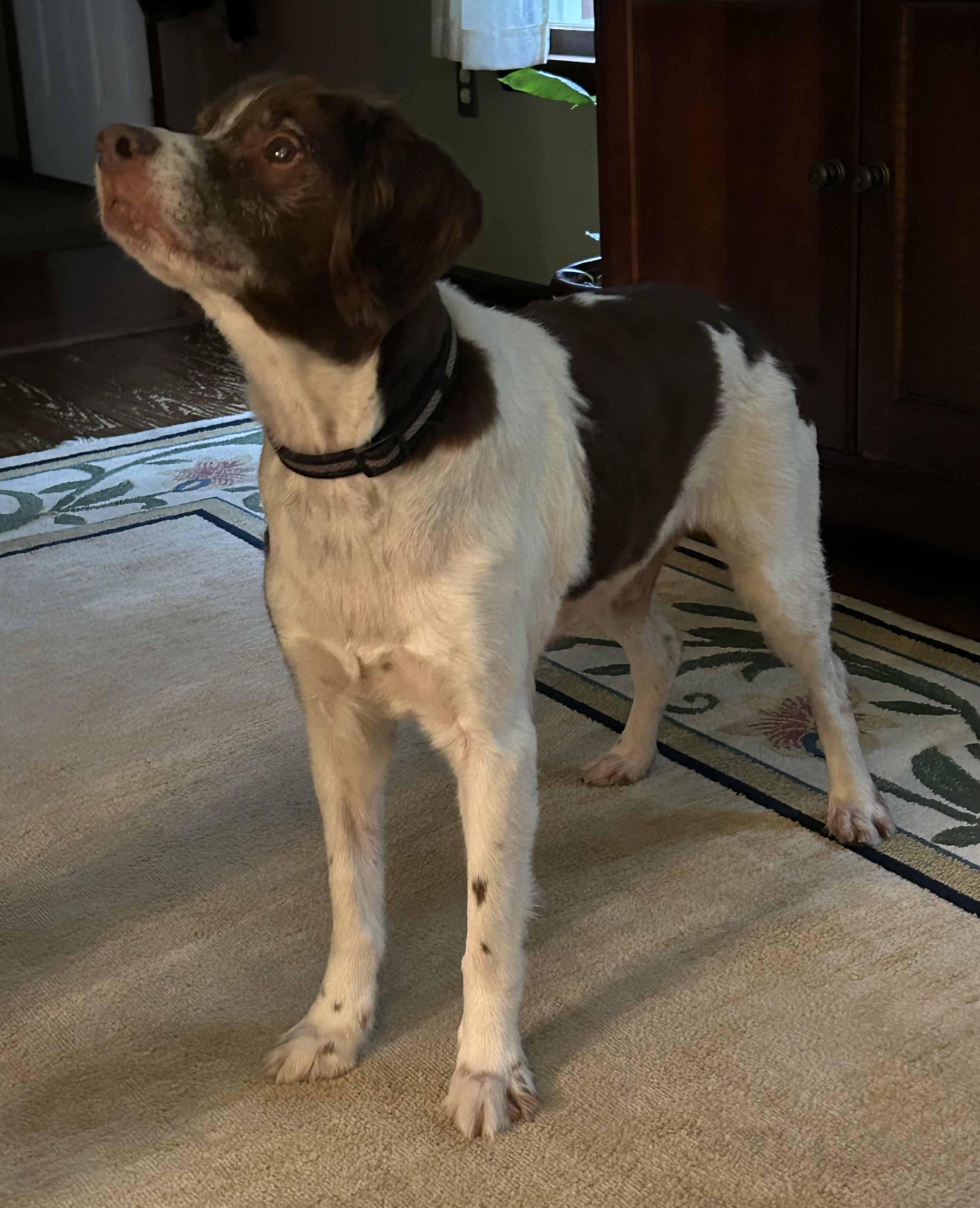 Enlarge Grizzly, a Adoptable Brittany Spaniel in Marion, MA image 2/3