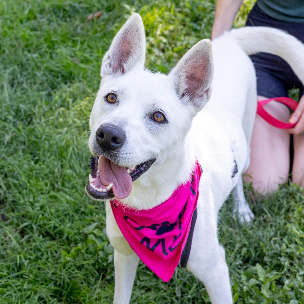 Enlarge Opal (Female), a Adoptable mixed breed in West Grove, PA image 5/6