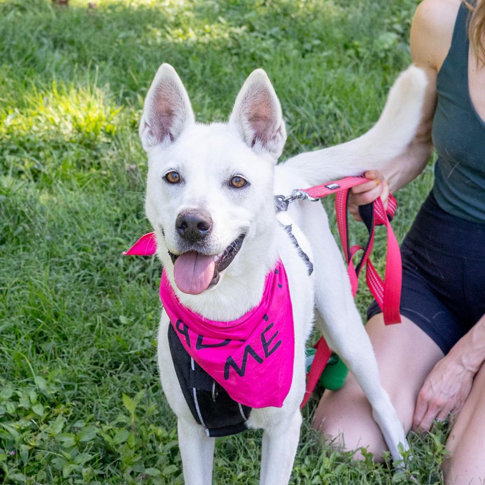 Enlarge Opal (Female), a Adoptable mixed breed in West Grove, PA image 3/6