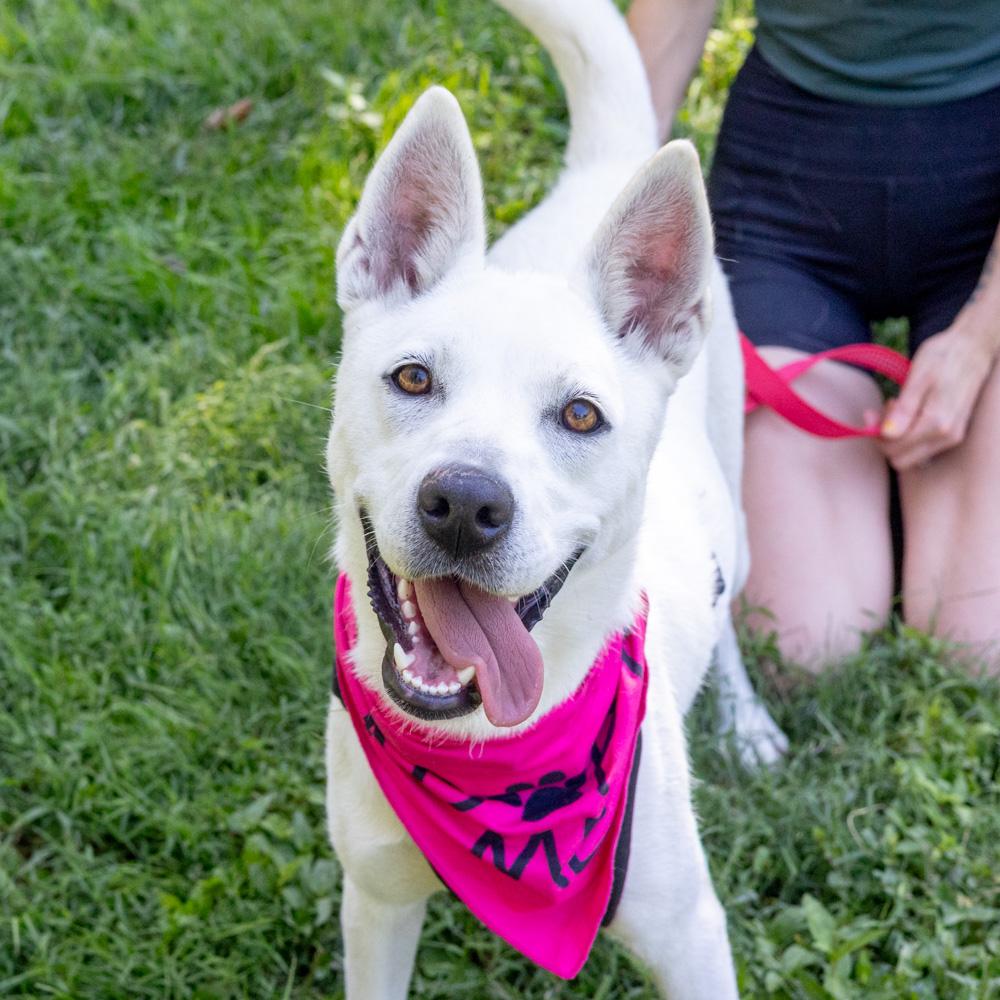 Enlarge Opal (Female), a Adoptable mixed breed in West Grove, PA image 1/6