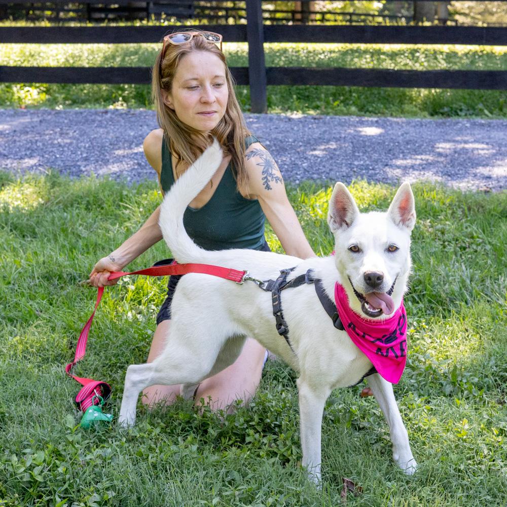 Enlarge Opal (Female), a Adoptable mixed breed in West Grove, PA image 6/6