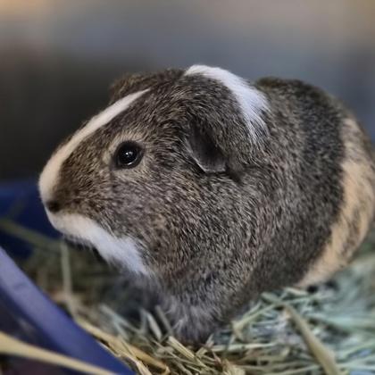 Enlarge Lenny, a ADOPTABLE Guinea Pig in Sacramento, CA image 3/3