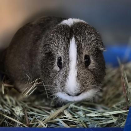 Enlarge Lenny, a ADOPTABLE Guinea Pig in Sacramento, CA image 1/3