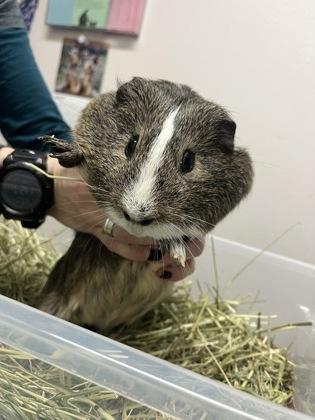 Enlarge Lenny, a ADOPTABLE Guinea Pig in Sacramento, CA image 2/3