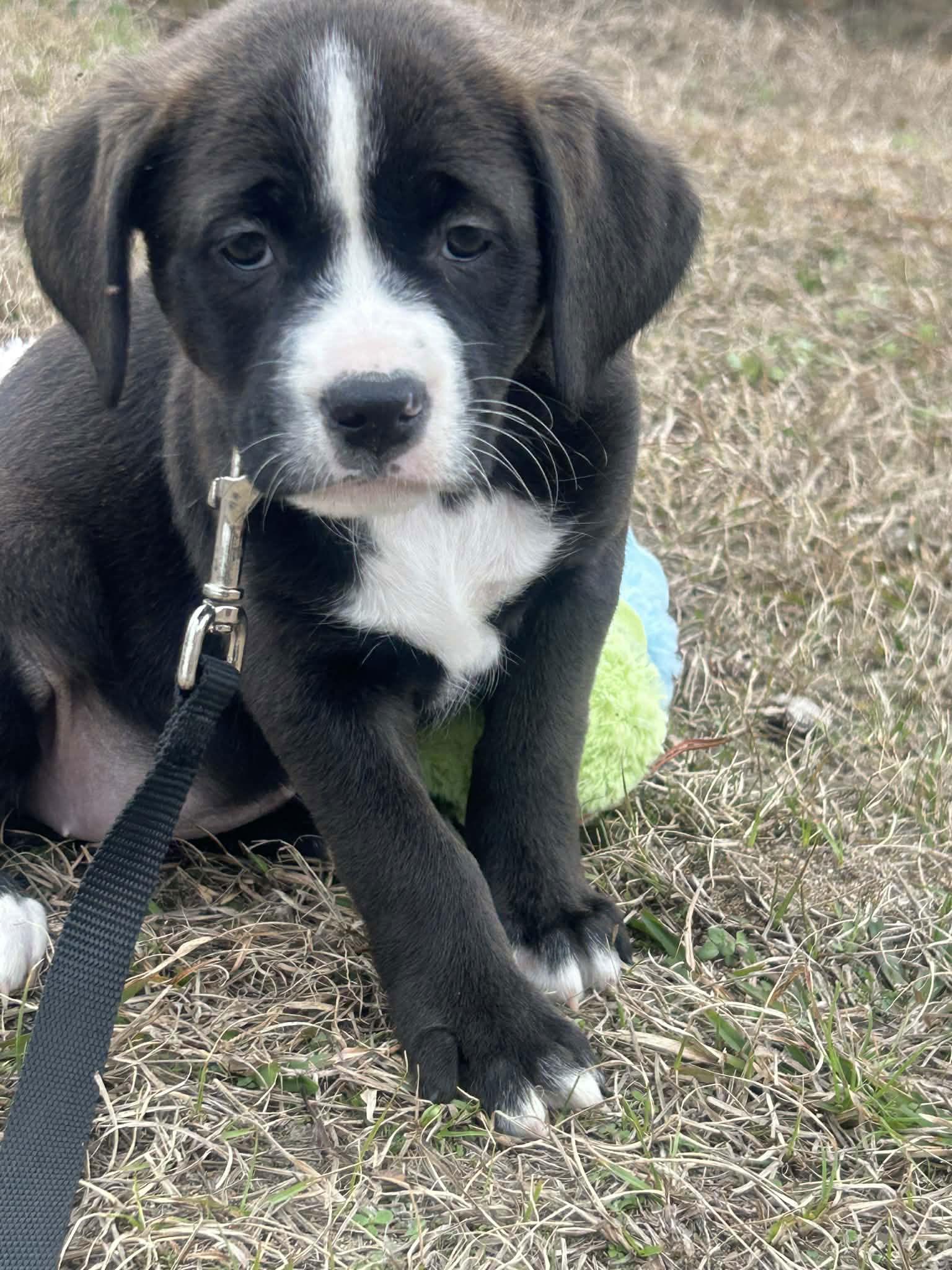 Farrow, Adoptable, Puppy Female Terrier.