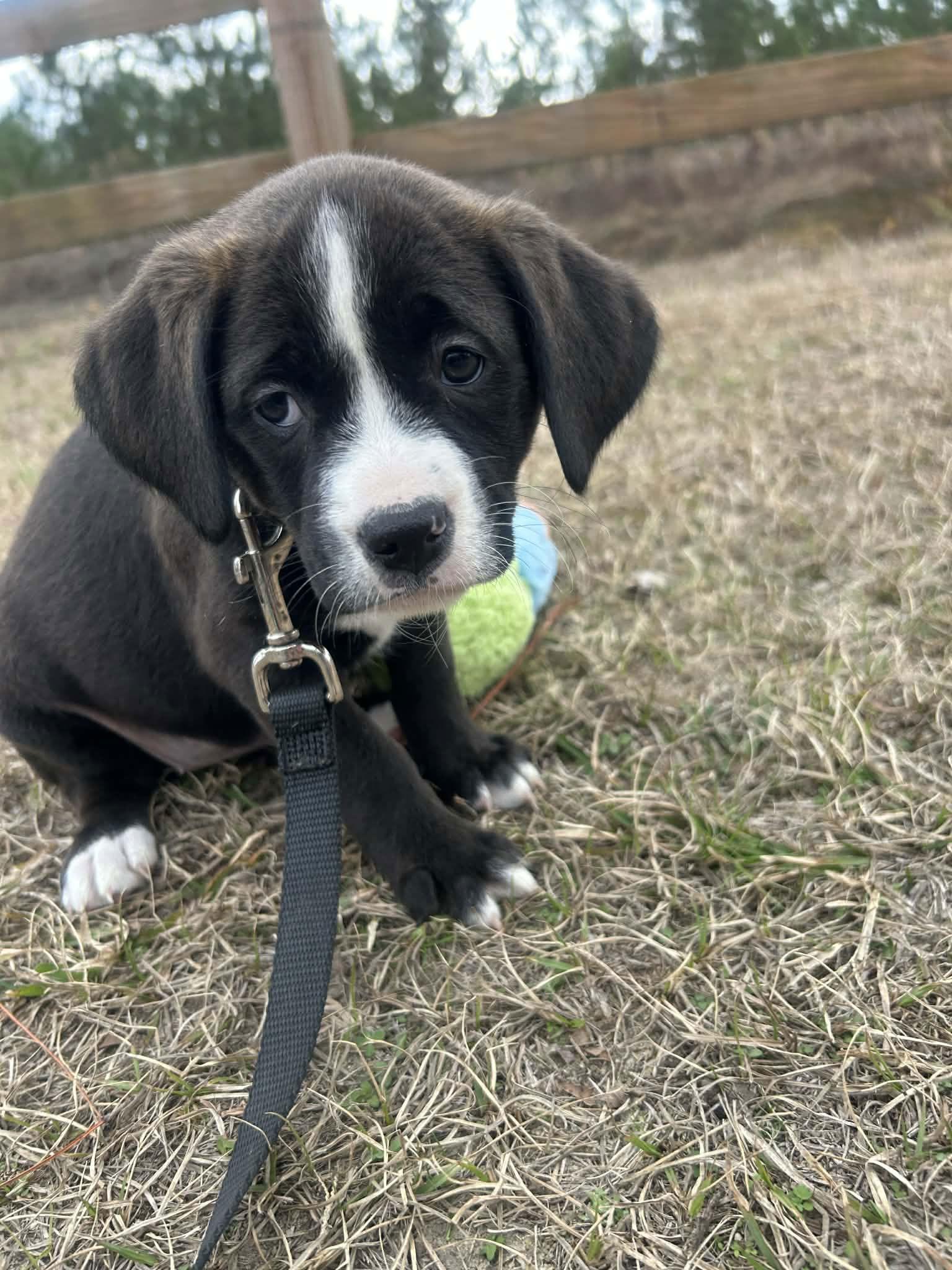 Enlarge Farrow, a Adoptable Terrier in Tarrytown, GA image 3/3