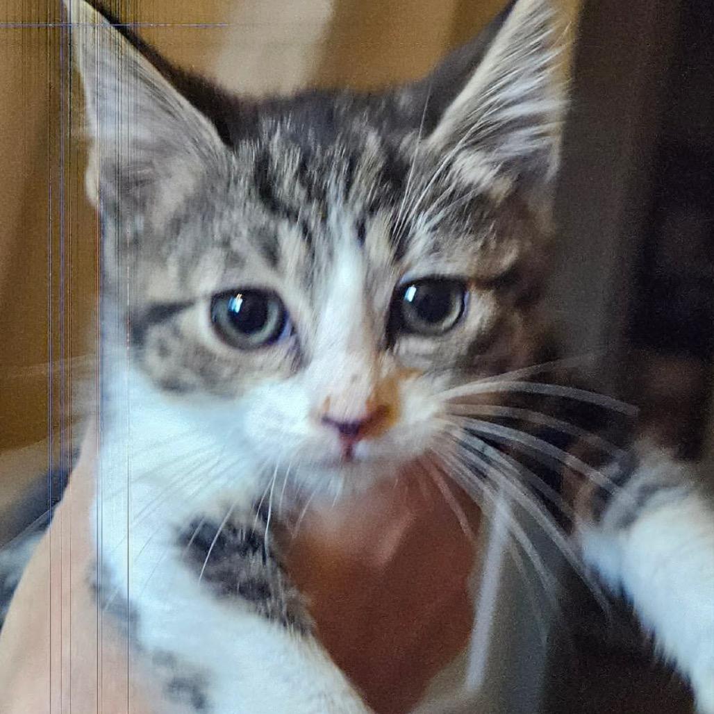 Leia (2), Adoptable, Kitten Female Domestic Short Hair.