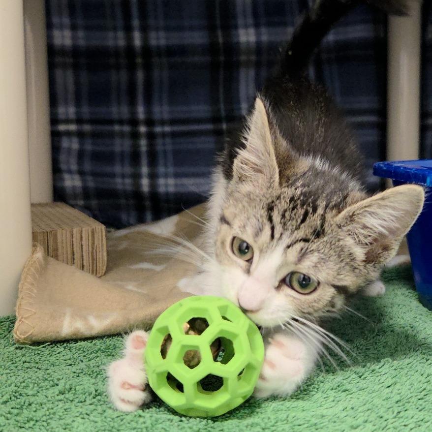 Leia (2), a Adoptable Domestic Short Hair in Allyn, WA image 2/4