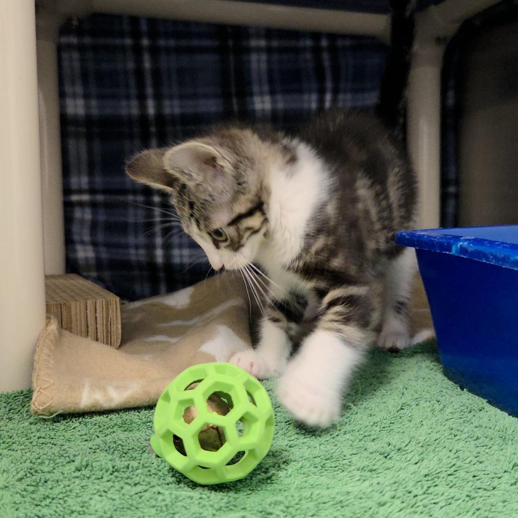 Leia (2), a Adoptable Domestic Short Hair in Allyn, WA image 3/4