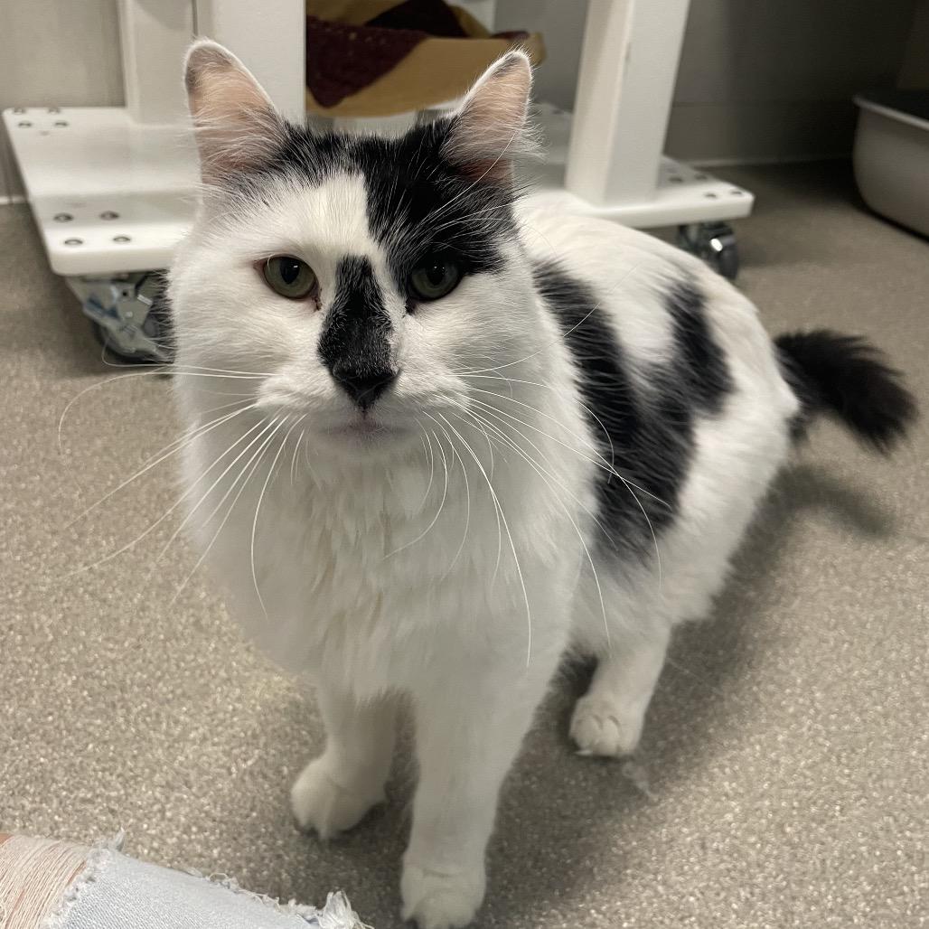 Lionel, Adoptable, Adult Male Domestic Long Hair.