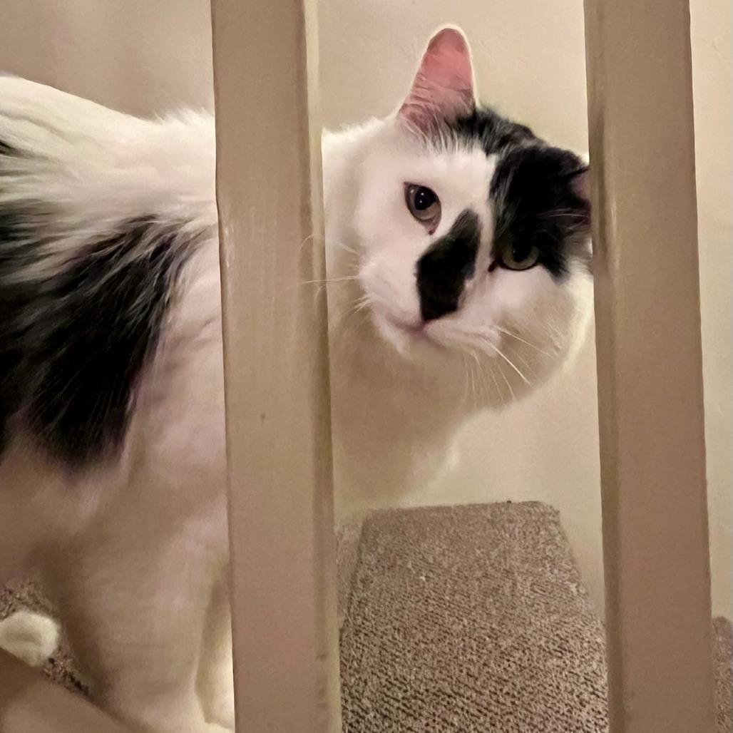 Enlarge Lionel, a Adoptable Domestic Long Hair in Hailey, ID image 2/6