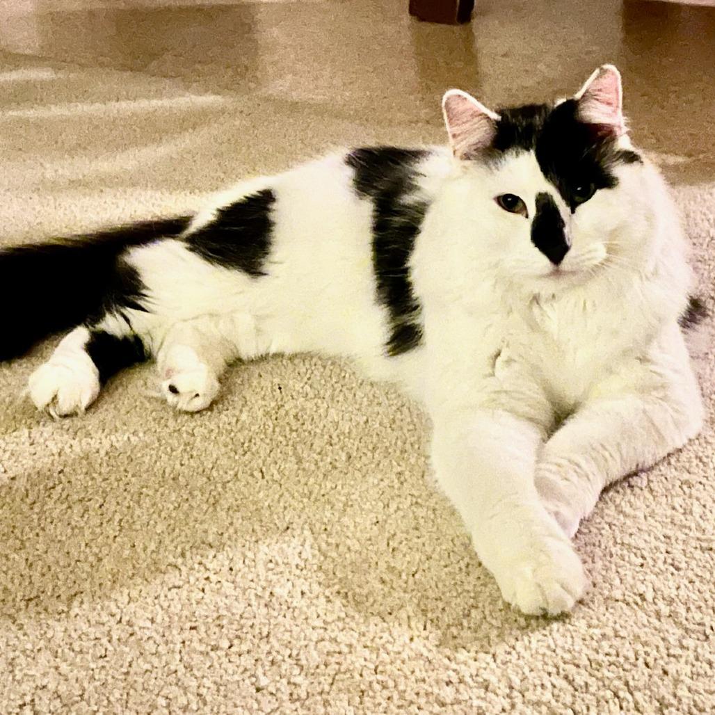 Enlarge Lionel, a Adoptable Domestic Long Hair in Hailey, ID image 3/6