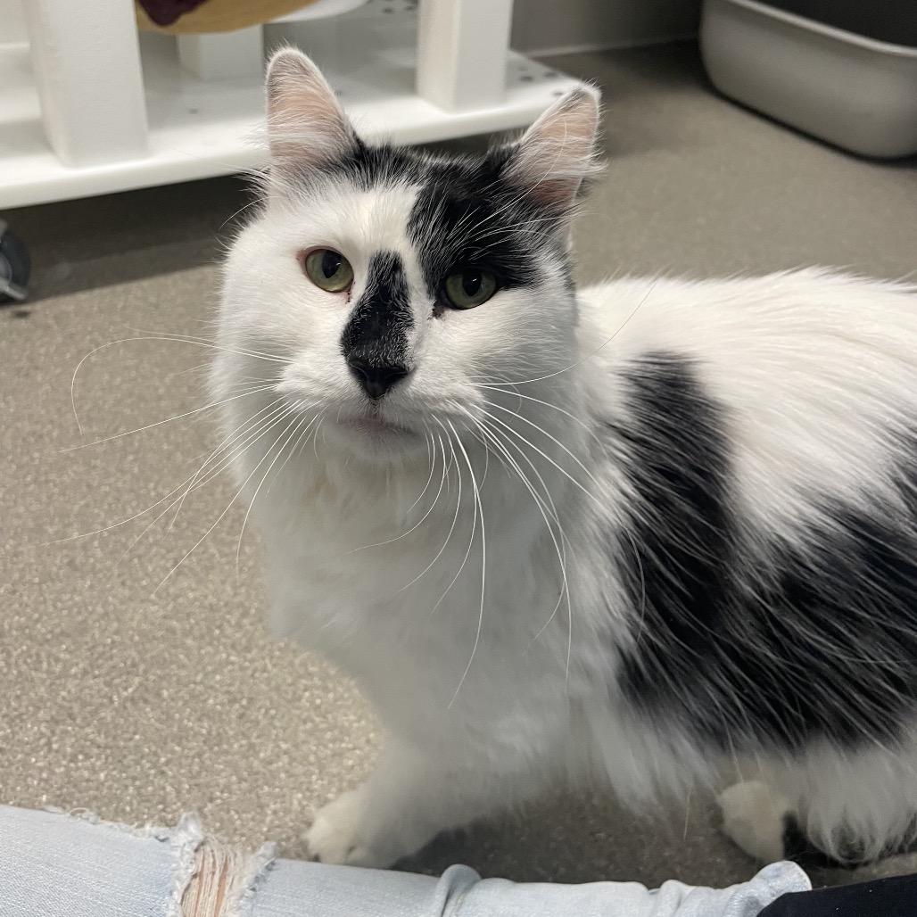 Enlarge Lionel, a Adoptable Domestic Long Hair in Hailey, ID image 4/6