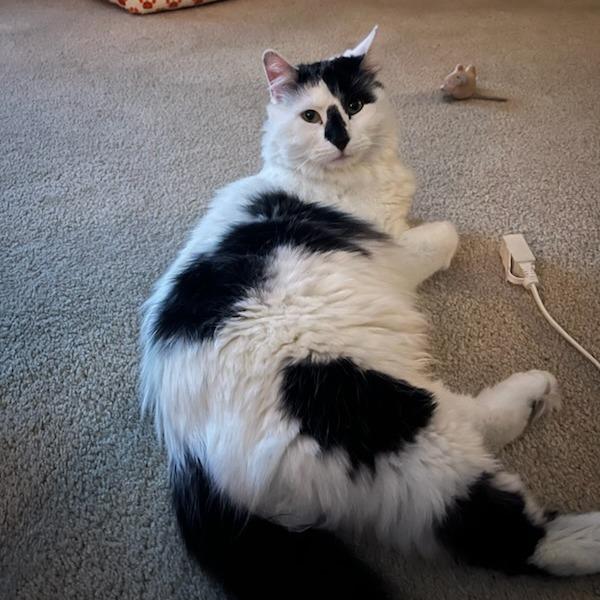 Enlarge Lionel, a Adoptable Domestic Long Hair in Hailey, ID image 5/6