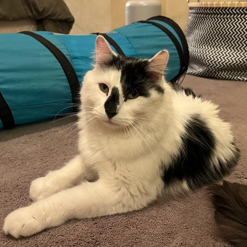 Enlarge Lionel, a Adoptable Domestic Long Hair in Hailey, ID image 6/6