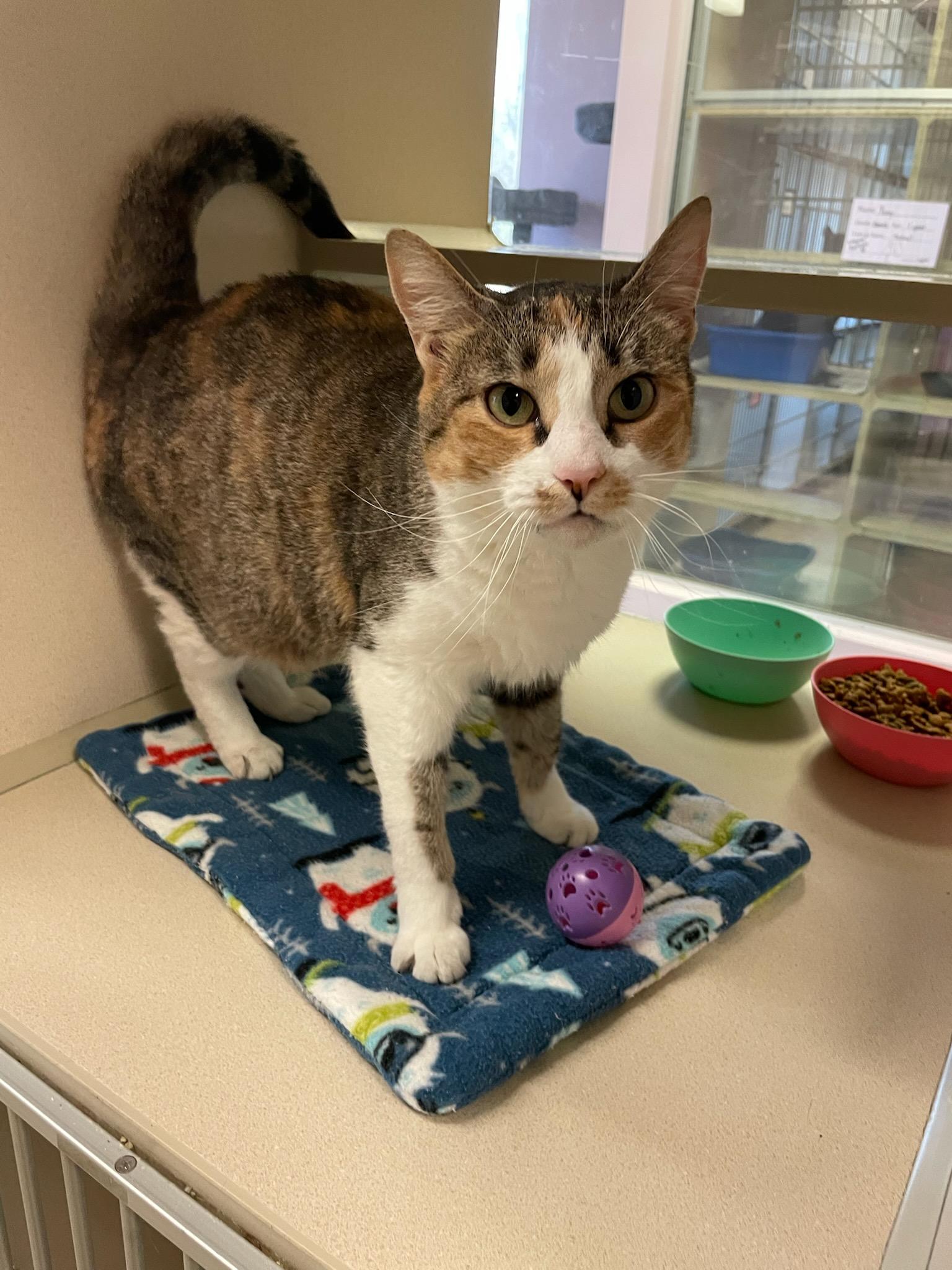 Enlarge Laurel, a Adoptable Domestic Short Hair in Mansfield, OH image 1/2