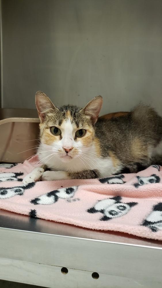 Enlarge Laurel, a Adoptable Domestic Short Hair in Mansfield, OH image 2/2