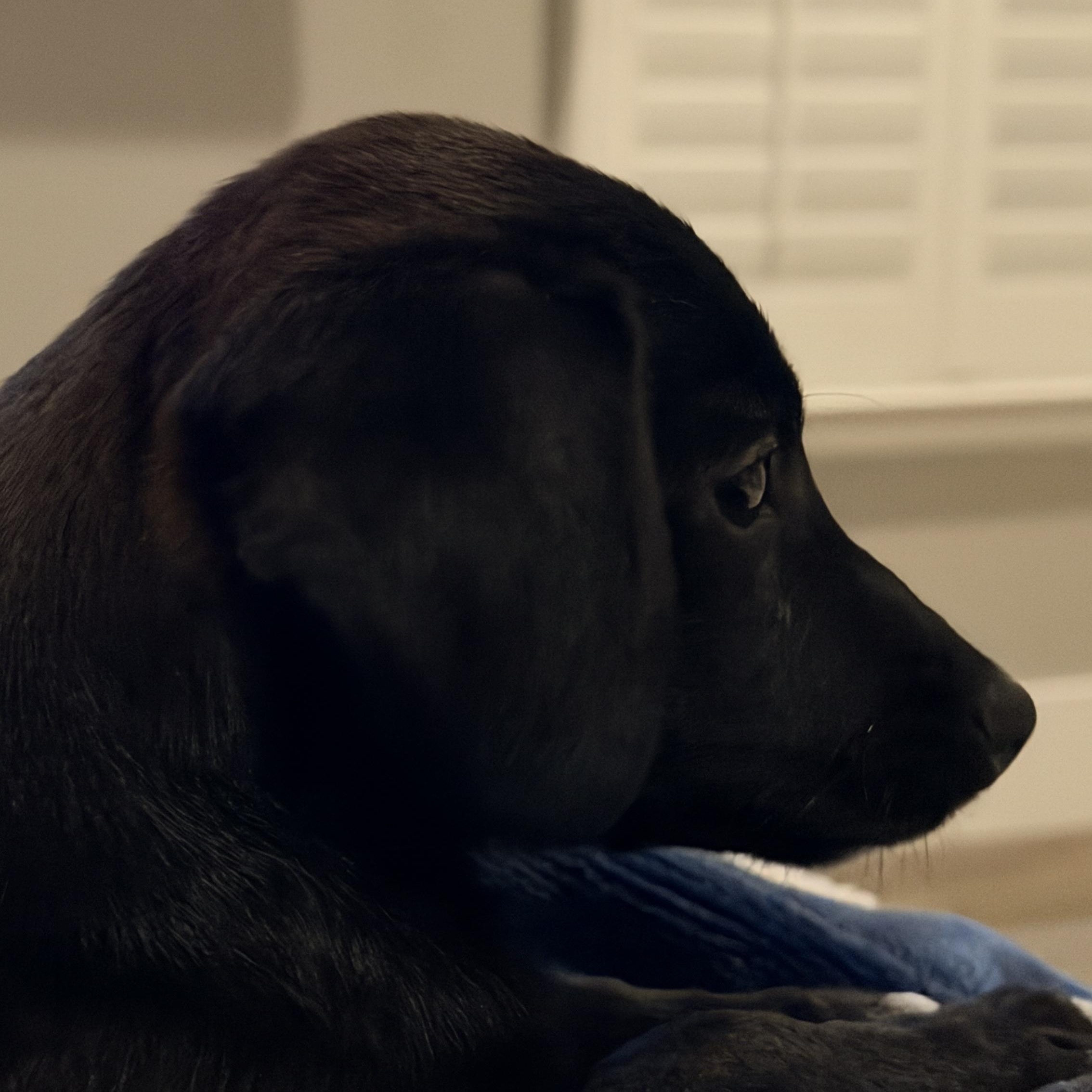 Enlarge Ruben, an adopted mixed breed in citrus heights, CA image 2/3