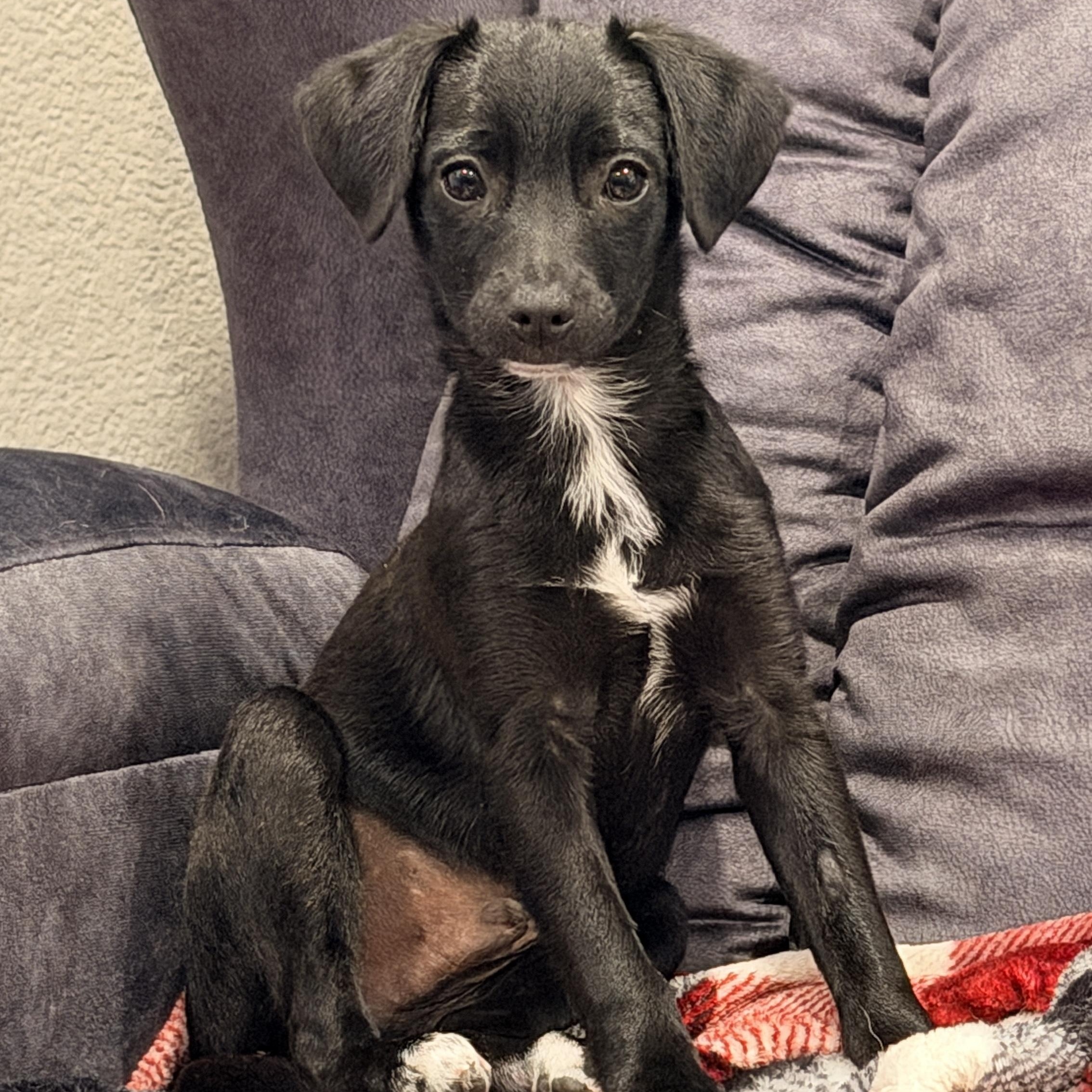 Enlarge Ruben, an adopted mixed breed in citrus heights, CA image 1/3