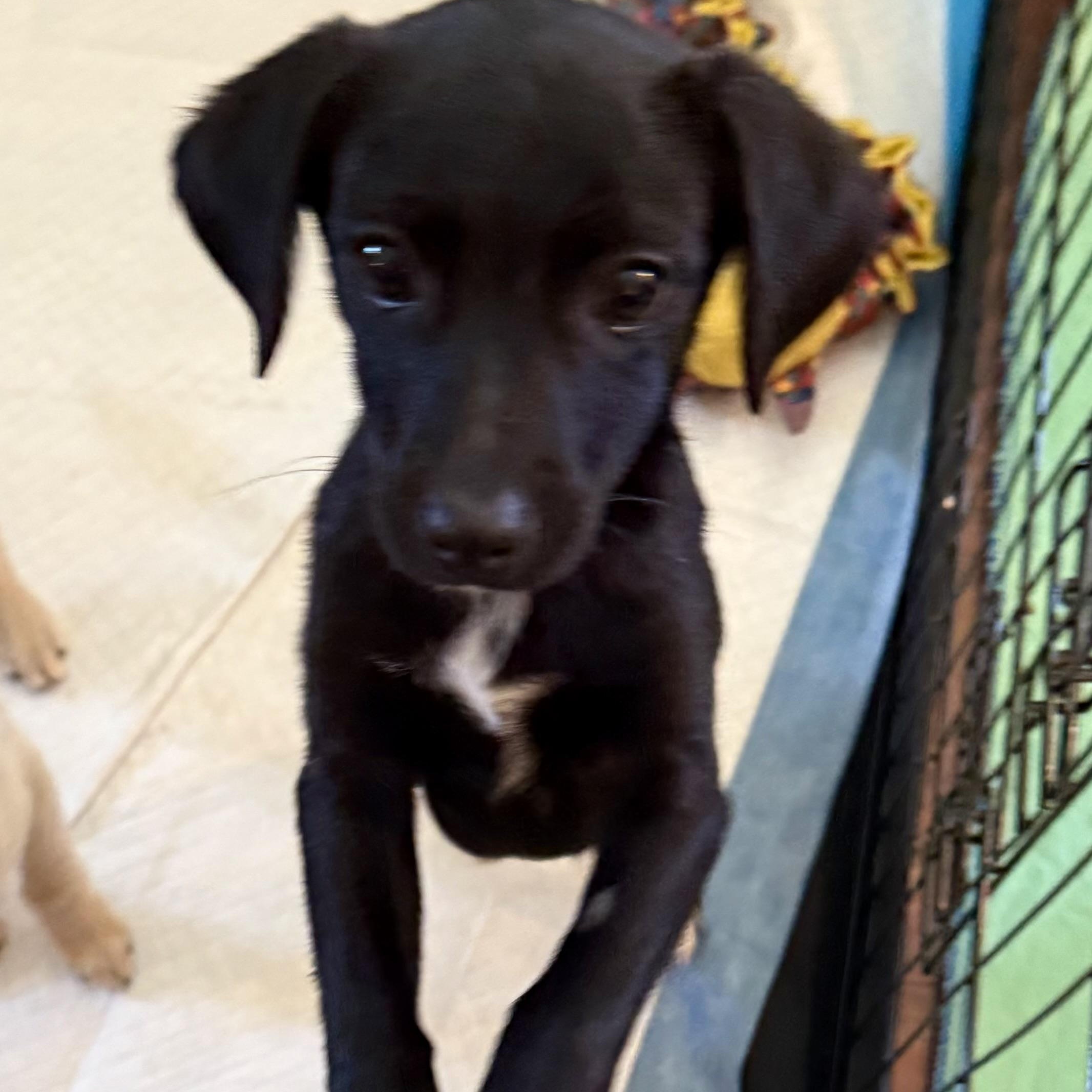 Enlarge Ruben, an adopted mixed breed in citrus heights, CA image 3/3