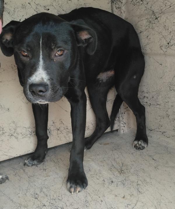 Enlarge Timmy, a Adoptable mixed breed in Lafayette, LA image 1/1