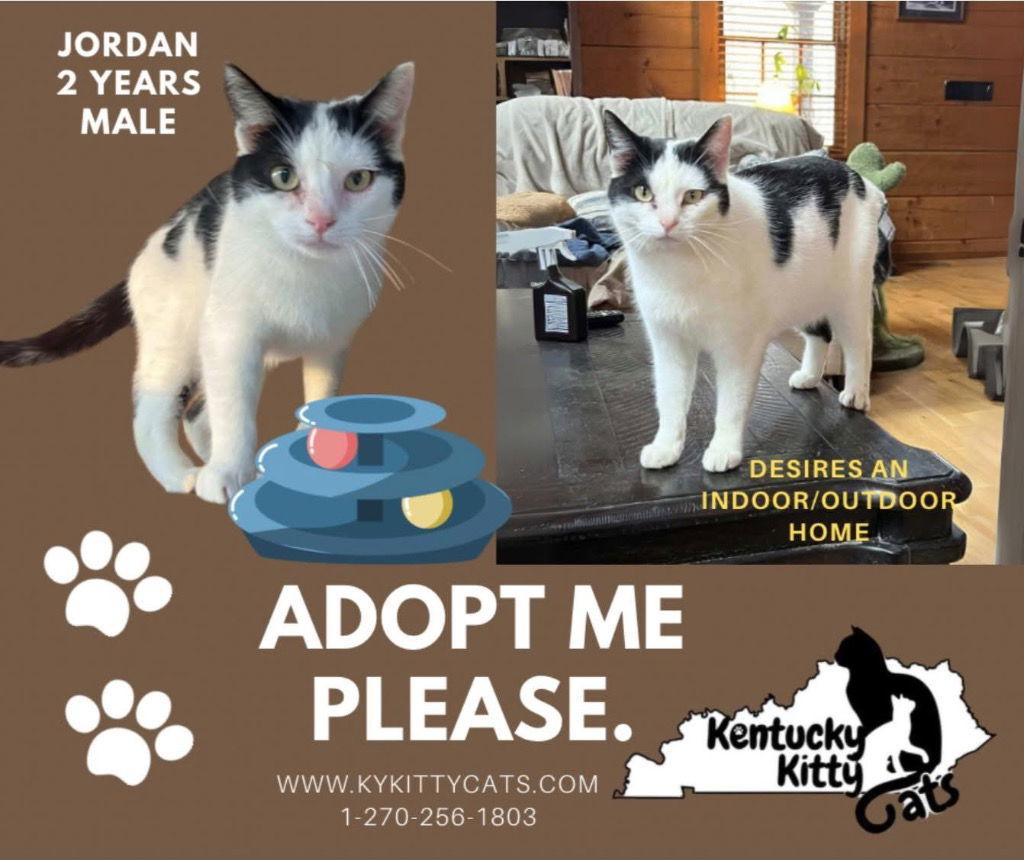 Jordan, Adoptable, Adult Male Domestic Short Hair.