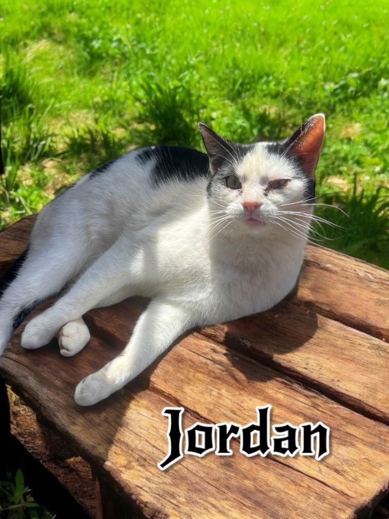 Jordan, a Adoptable Domestic Short Hair in Cromwell, KY image 2/3