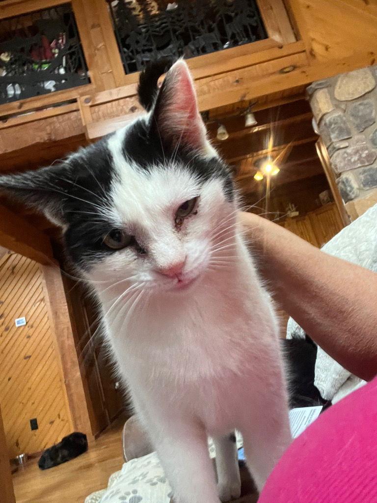 Jordan, a Adoptable Domestic Short Hair in Cromwell, KY image 3/3