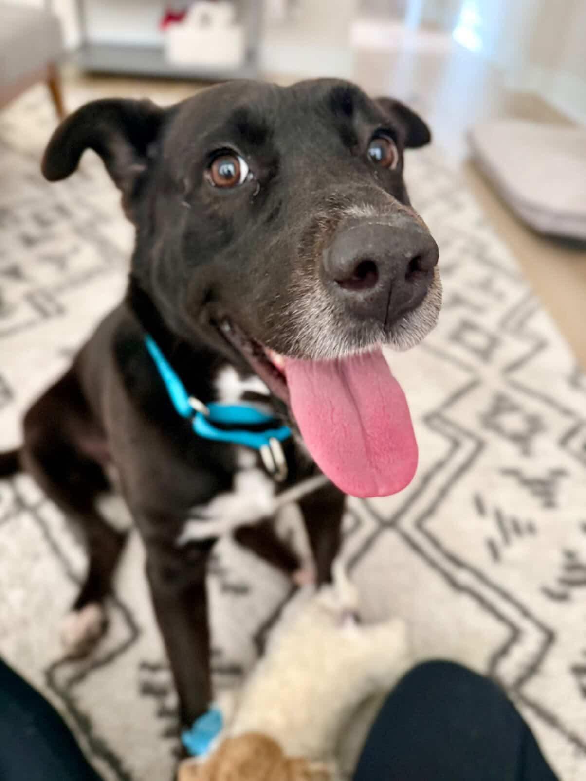 Oreo (great with kids, calm, house trained, cuddly, friendly), Adoptable, Adult Female Black Labrador Retriever.