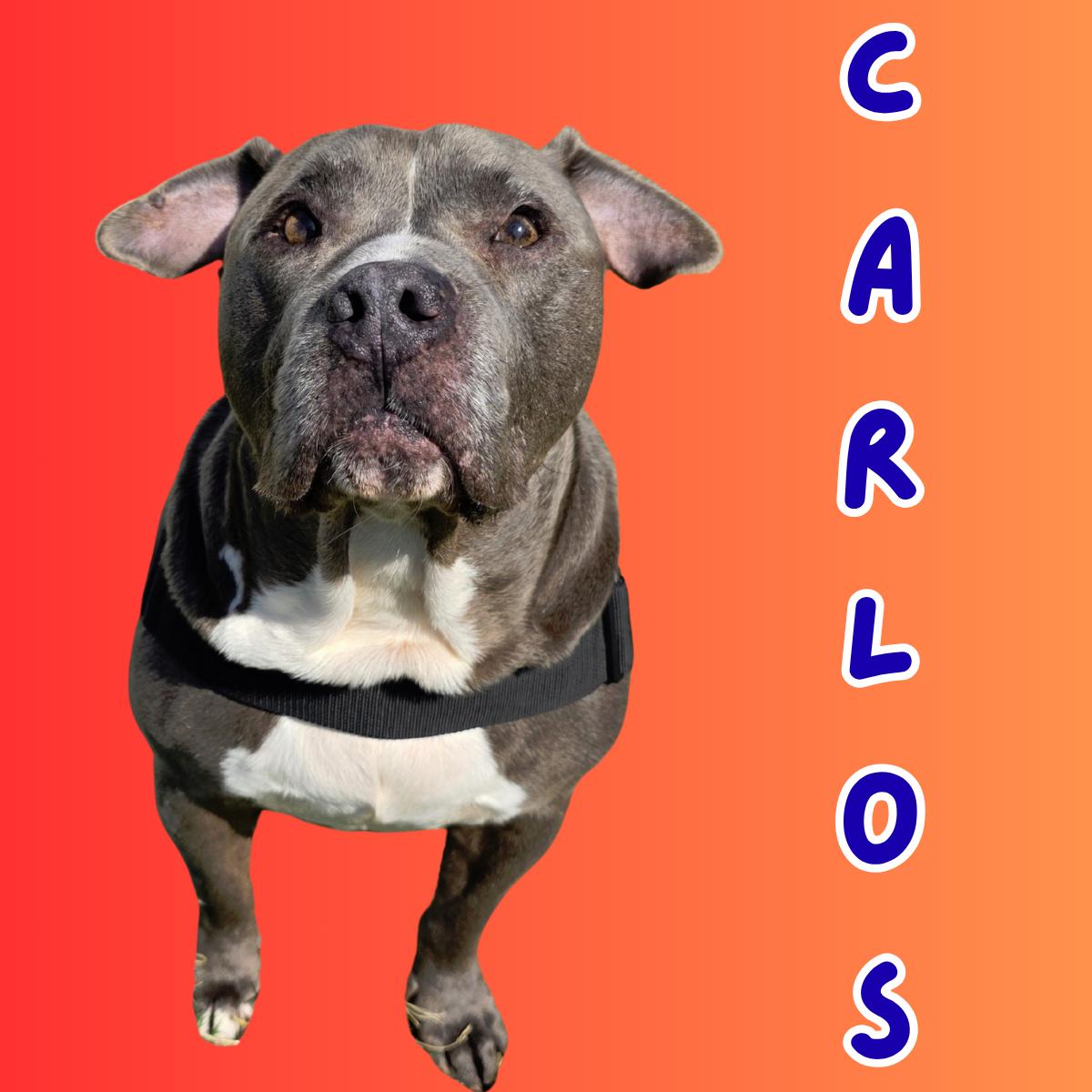 Carlos, Adoptable, Adult Male Pit Bull Terrier.