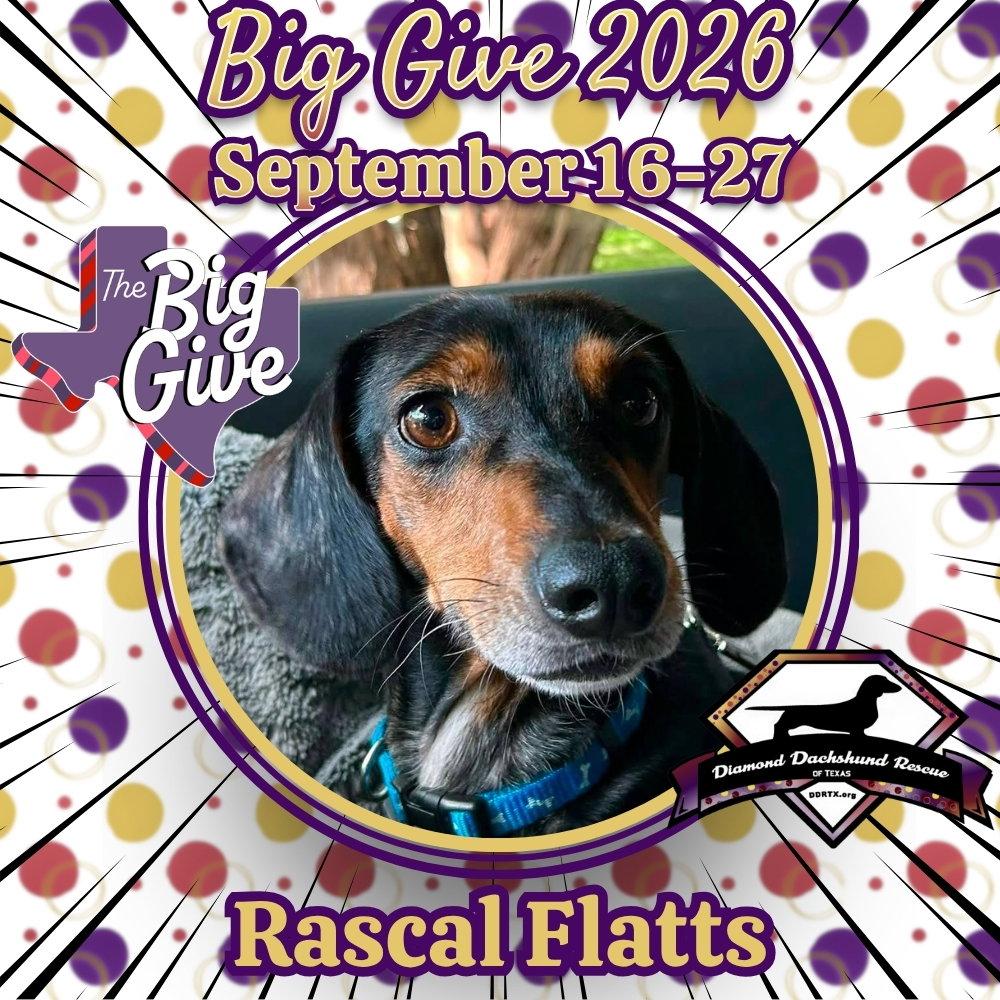Enlarge Rascal Flatts, a Adoptable Dachshund in San Antonio, TX image 1/3